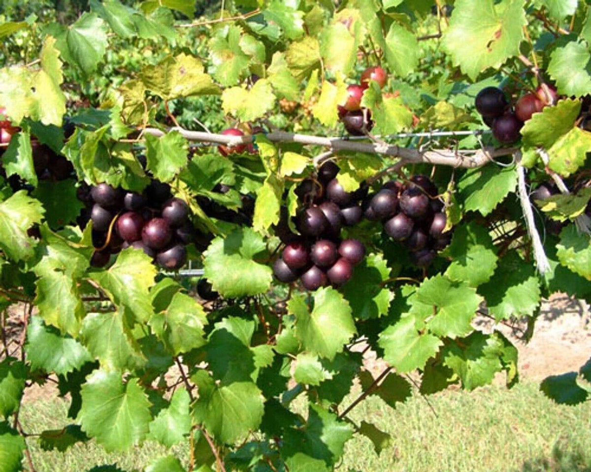 Muscadine Grape Plant, 1 Southern Home, Edible Fruit, Vitis spp, Cold Hardy, Purple-Black Skin, Starter Vine