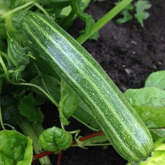 Cocozelle Zucchini Seeds - Non-GMO Italian Summer Squash - Cucurbita pepo - Gardening Seeds with Tracking Included