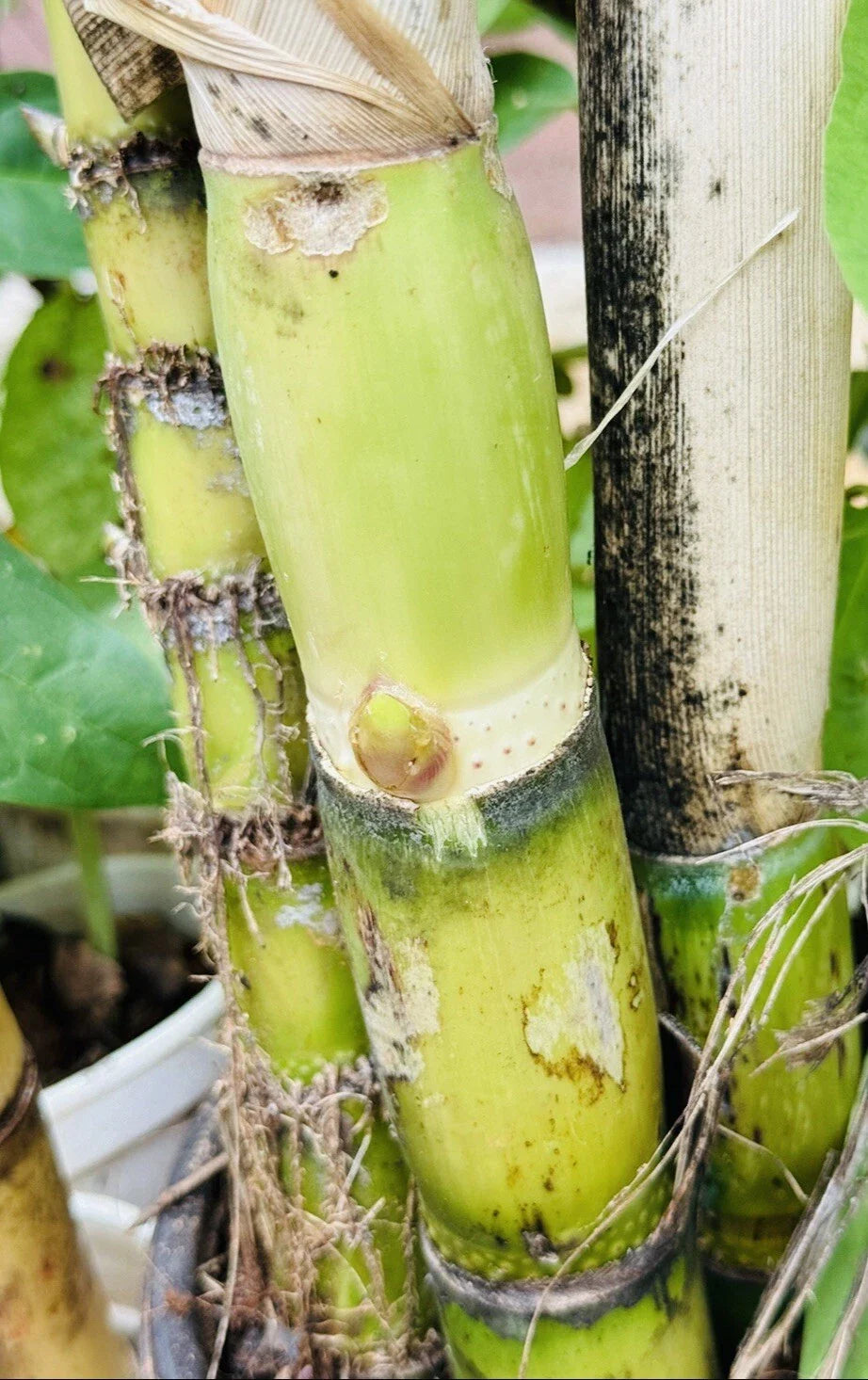 Green Sugarcane Live Plant Cuttings 1+1 PCS Fresh Sweet Juicy (Saccharum spontaneum)