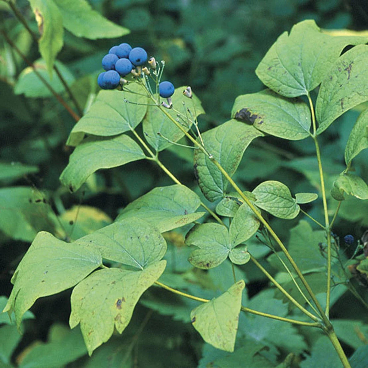 Wild Blue Cohosh Bare Roots 10-Pack Appalachian 2025 Caulophyllum Thalictroides