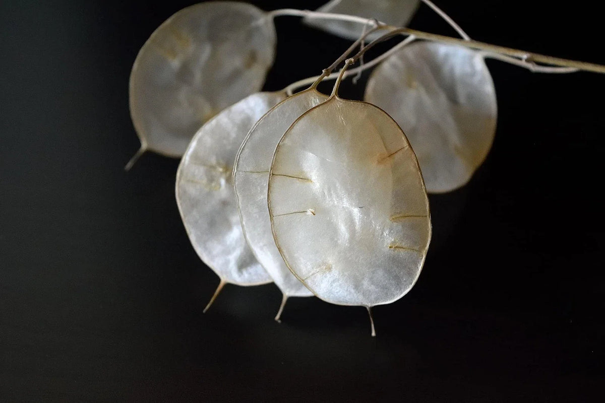 White Money Plant Seeds - 30 Seeds - Lunaria Biennis - Honesty Plant - Easy to Grow Indoor/Outdoor Gardening Seeds
