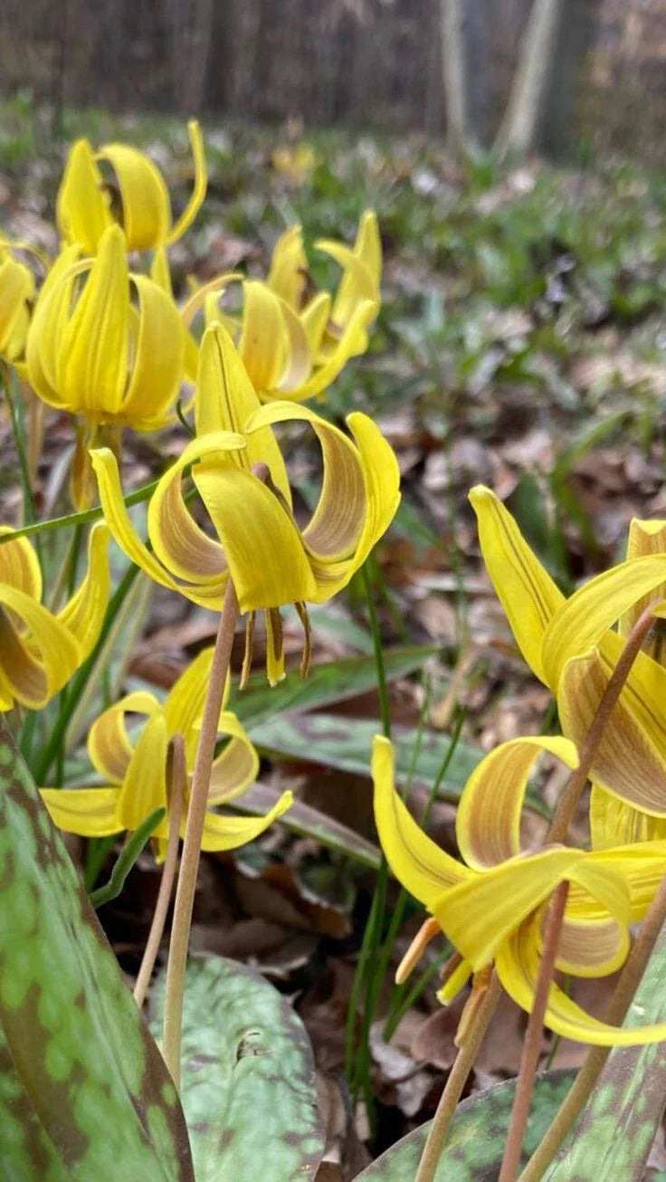 Trout Lily Bulbs | Erythronium Americanum | Yellow Flowers with Bronze Exterior | Mottled Leaves | Spring Bloomer
