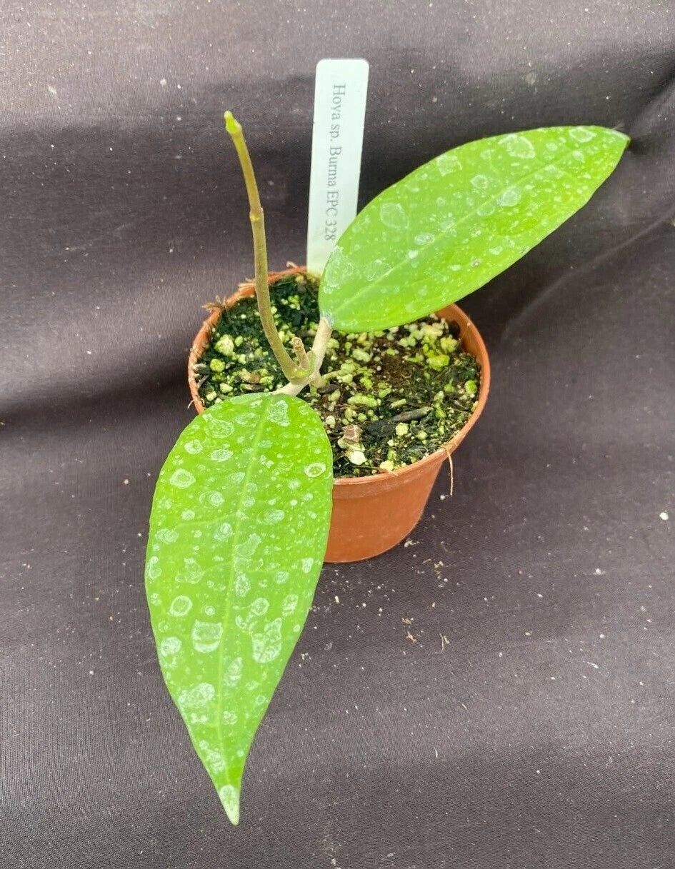 Rare Hoya sp. Burma EPC 328 Rooted Plant 2.5" Pot