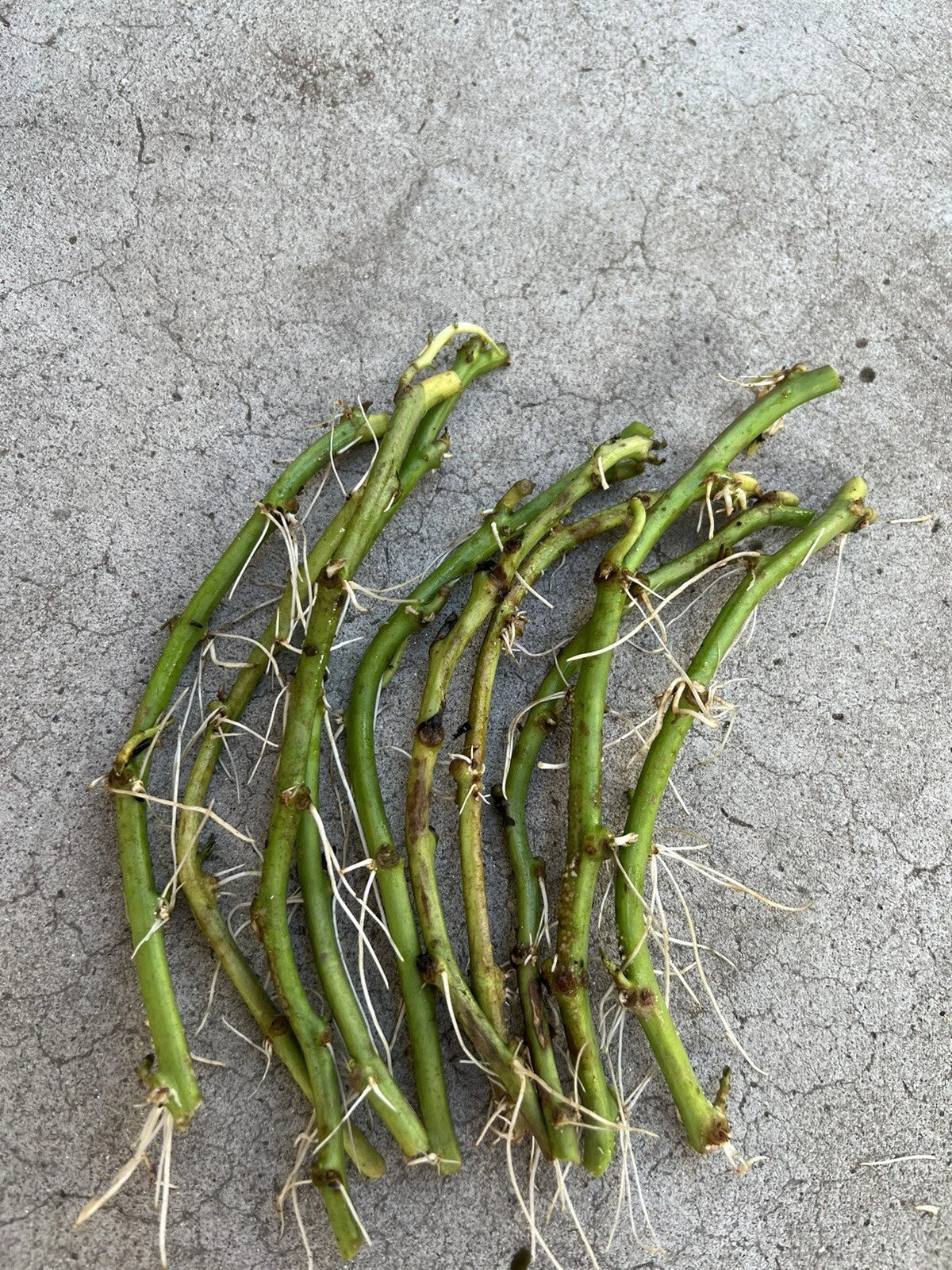 Rooted Sweet Potato Slips - 10 Cuttings for Planting - Ipomoea batatas