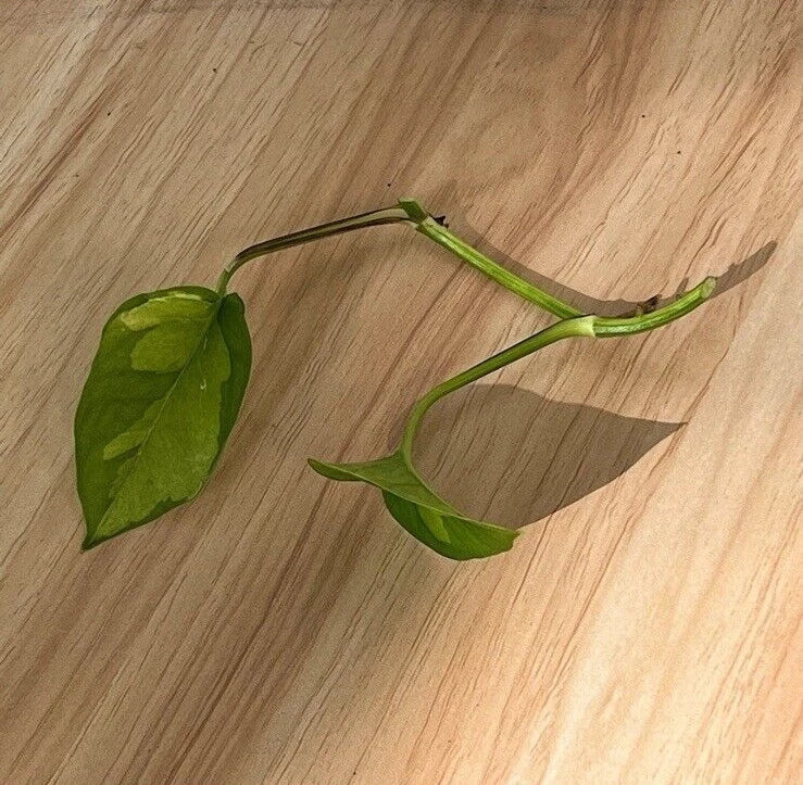 Global Green Pothos Cutting - 2 Leaf 2 Nodes - Unrooted Live Plant - Epipremnum aureum Vining Houseplant
