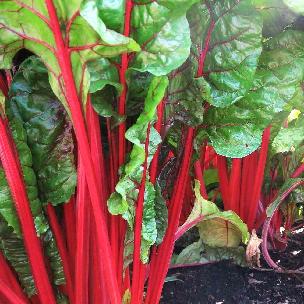 Ruby Red Rhubarb Swiss Chard Seeds | Crimson Silver Beet Spinach Seeds | Beta vulgaris var. cicla