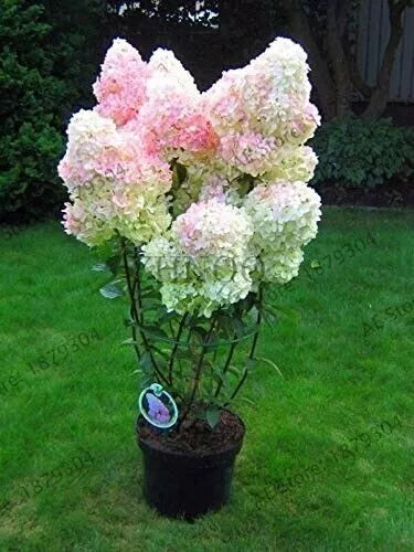 Vanilla Strawberry Hydrangea Cuttings 12+3 Free Unrooted, 5-7" Length, Hardy Shrub, Hydrangea Paniculata, Organic Garden, Easy Rooting