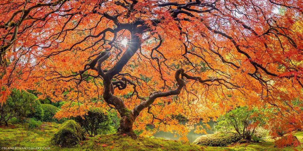 Sugar Maple Seeds | 50 Pack | Acer saccharum | Maple Tree Seeds for Planting