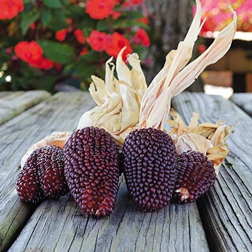 Strawberry Popcorn Seeds - 25+ Seeds - Heirloom Variety - Zea mays everta - Grow Your Own Strawberries