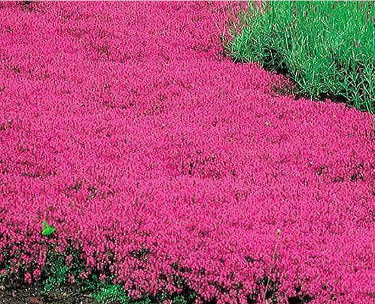 Creeping Thyme Seeds 600 Count Scarlet Red Ground Cover Perennial for Rock Gardens (Thymus serpyllum)