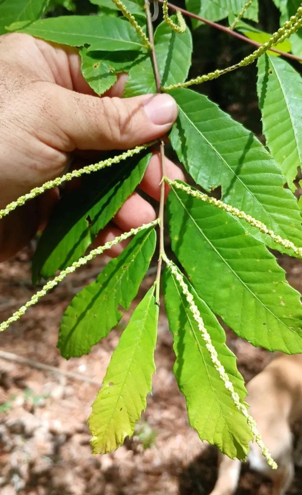 Dwarf Chestnut Cuttings 10 Pack - Rare Wild Chinquapin - Castanea pumila - South Alabama Native Plant