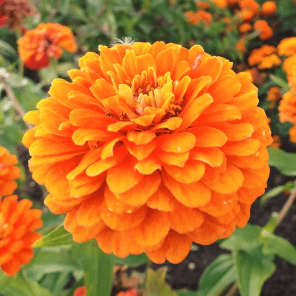 Zinnia Seeds - Giant 5" Double Orange Flowers - Heirloom Orange King Variety - Non-GMO (Zinnia elegans)