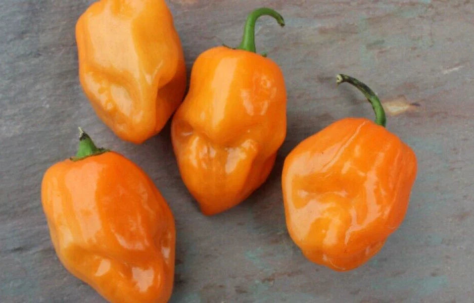 Super-Hot Orange Habanero Pepper Seeds - 25 Fresh Seeds - Capsicum chinense - High Yield, Spicy Flavor