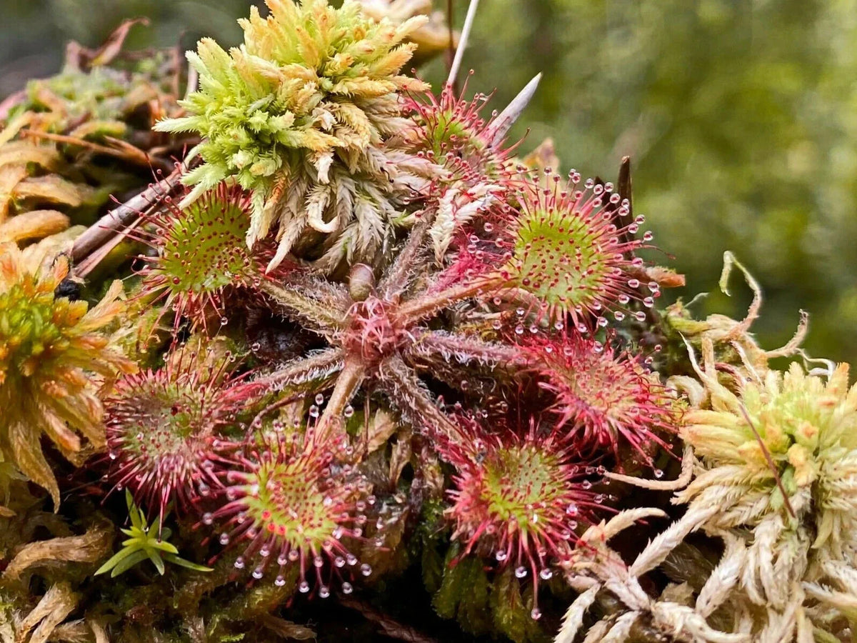 Live Drosera Rotundifolia - Round Leaved Sundew - Bare Root - 3 Adult Plants - Carnivorous Plant Collection