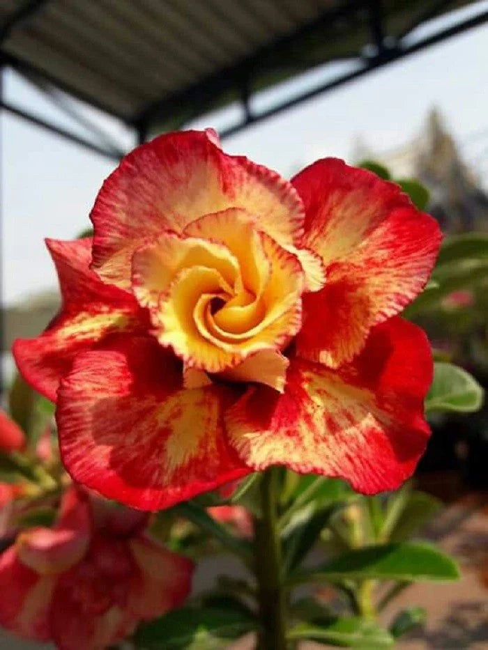 Desert Rose Seeds - 4 Red Orange Adenium Obesum Perennial Flower Seeds for Planting