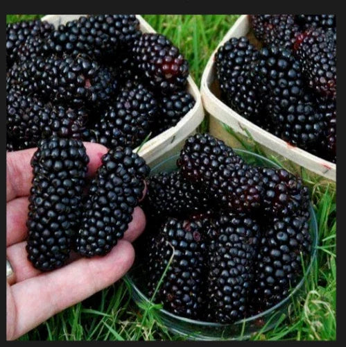 Big Daddy Thornless Blackberry Plants - 5 Pack, Edible Fruit, Rubus spp., Jumbo Size, Outdoor Garden, Zones 5-9