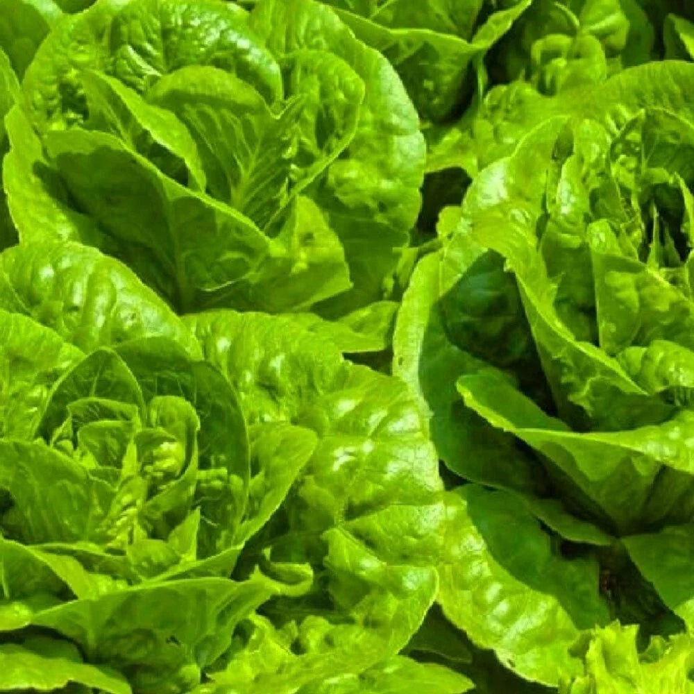 Tom Thumb Lettuce Seeds - NON-GMO Heirloom Garden Seeds - Organic Miniature Lettuce (Lactuca sativa)