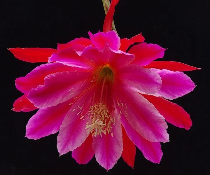 Epiphyllum 'Norwood' Unrooted Cutting - Rare Orchid Cactus - Unique Houseplant Cutting, Exotic Indoor Plant