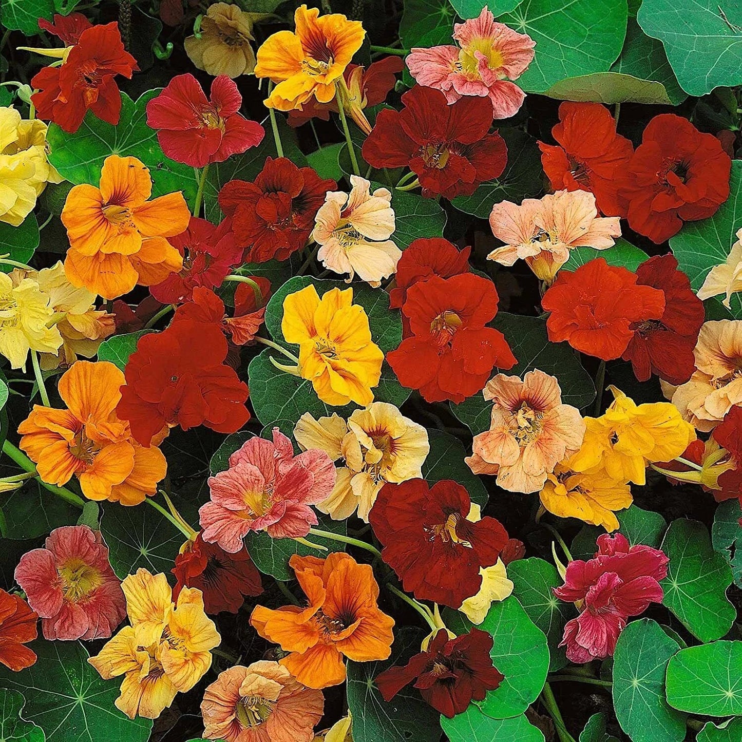 Dwarf Jewel Mix Nasturtium Seeds - Colorful Blooming Vine for Planting - Tropaeolum majus