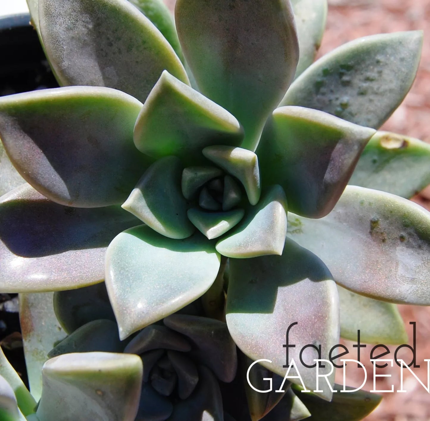 Ghost Plant Succulent 2" Pot Graptopetalum Pentandrum Superbum Flowering Variety