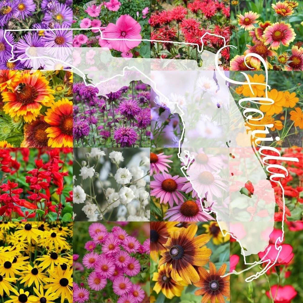 Northern Florida Wildflower Seed Mix 1/4LB Bulk, Covers 2,000 sq ft - Native Wildflowers for Gardens, Landscapes, and Pollinators