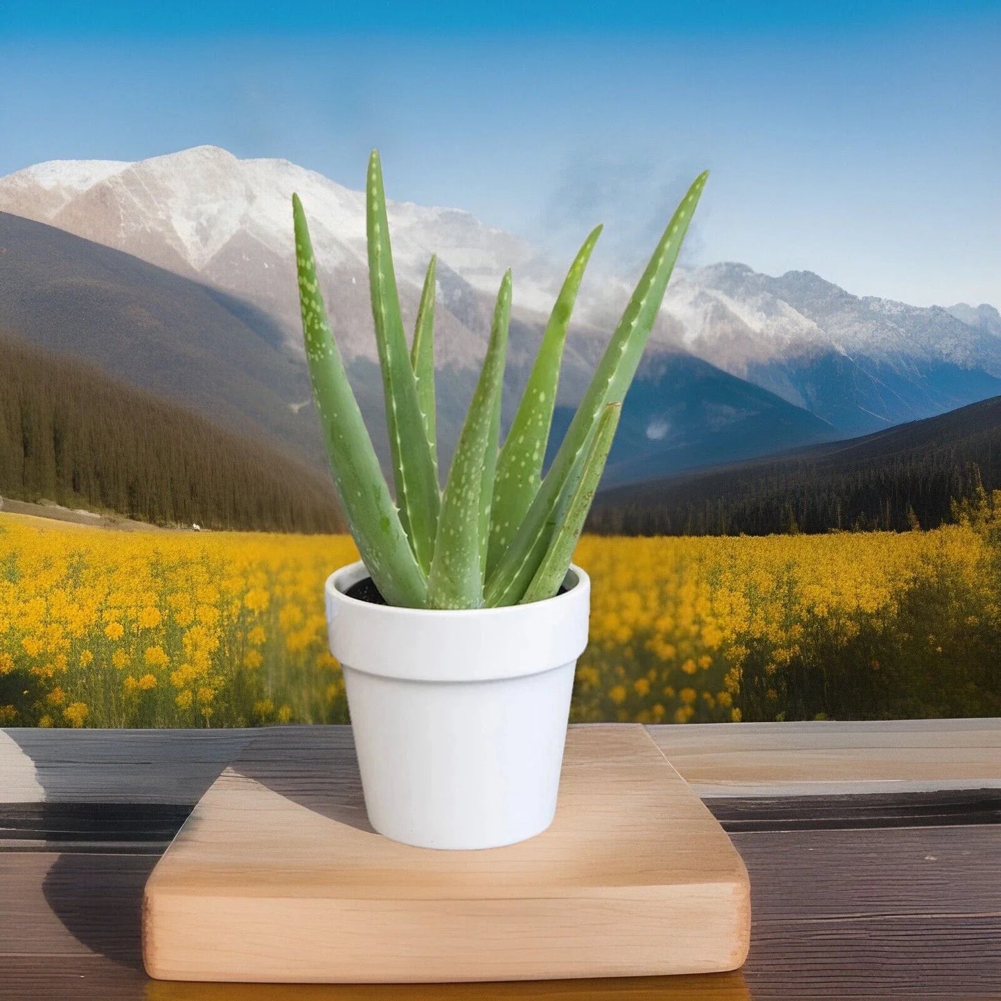 Fuji Aloe Vera Plants - 2 Ready to Plant Indoor/Outdoor Succulents - Medicinal & Cosmetic Benefits (Aloe barbadensis miller)