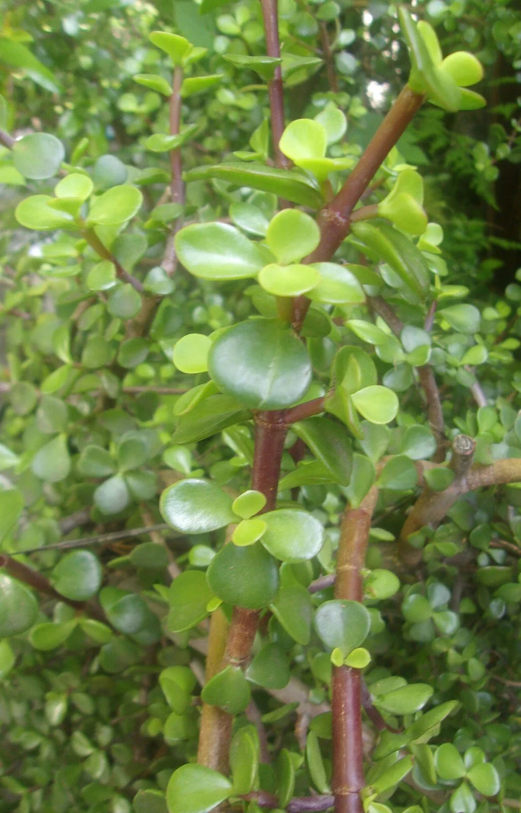 Freshly Cut Elephant Jade Bush Succulent Cuttings 5-6 Inches Long, Crassula ovata, Rare Plant
