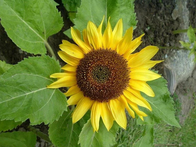 Sunflower Seed - Big Smile Variety - Fresh Seeds for Planting - Helianthus annuus