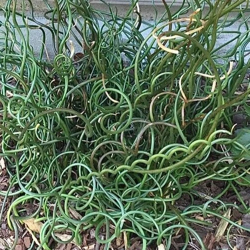 Corkscrew Rush Seeds - Juncus effusus 'Spiralis' - 5 Pack - Unique Spiral Foliage for Aquatic Gardens