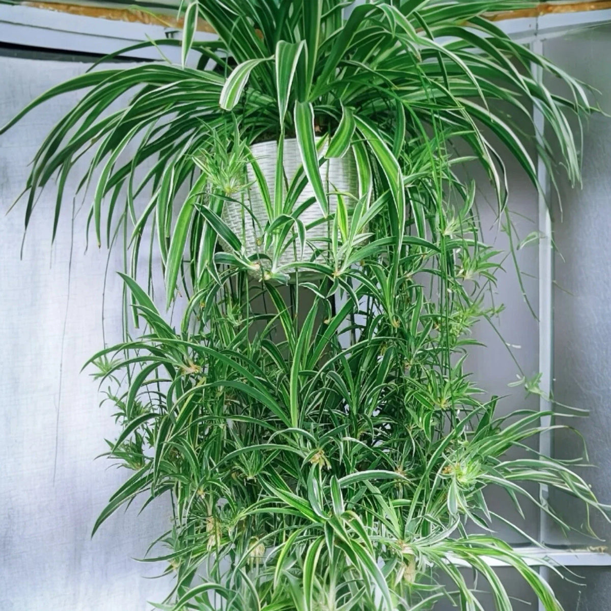 Reverse Variegated Spider Plant Cuttings 2PCS - Air-Purifying Fast-Growing Indoor Plants (Chlorophytum comosum)