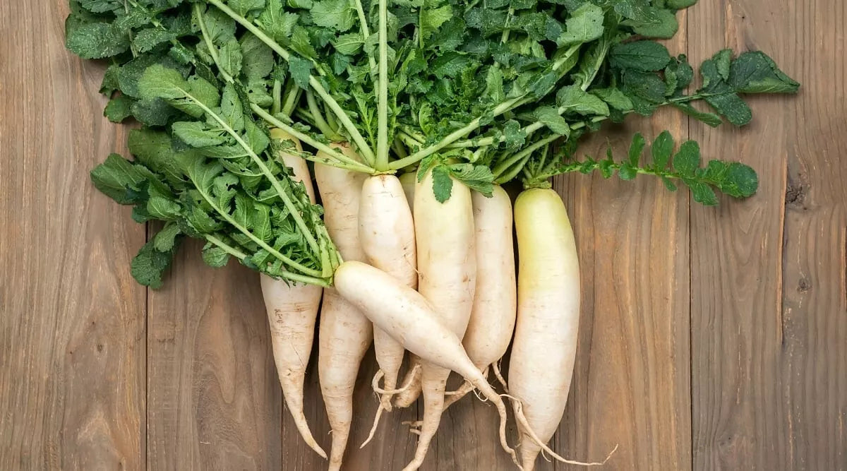White Icicle Radish Seeds - 500+ Count for Garden Planting - Raphanus sativus - USA Grown, Non-GMO