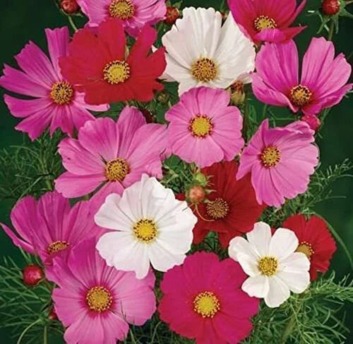 Cosmos Flower Seeds, 1,000 Non-GMO Seeds, Sensation Mix, Cosmos bipinnatus