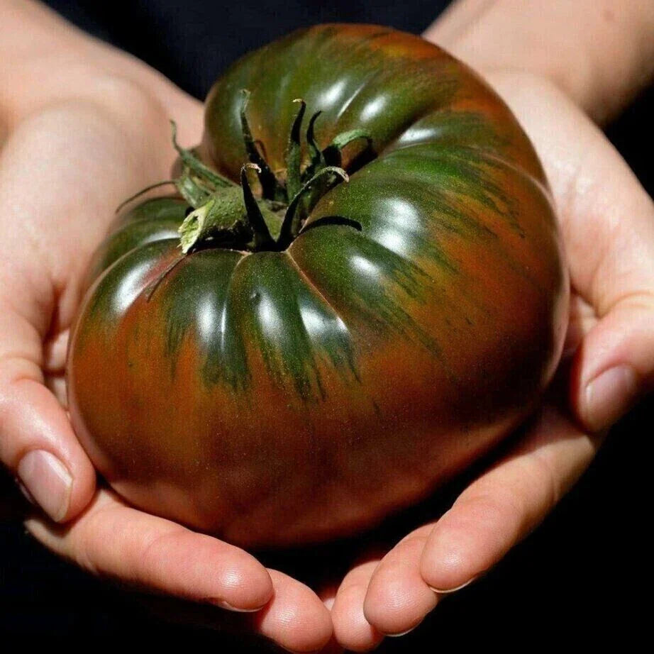 Russian Black Krim Tomato Seeds - 10+ Non-GMO Organic Heirloom Seeds - Perfect for Home Gardening