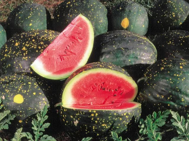 Moon and Stars Red Watermelon Seeds 15 Ct, Non-GMO, Sweet Fruit, Citrullus lanatus