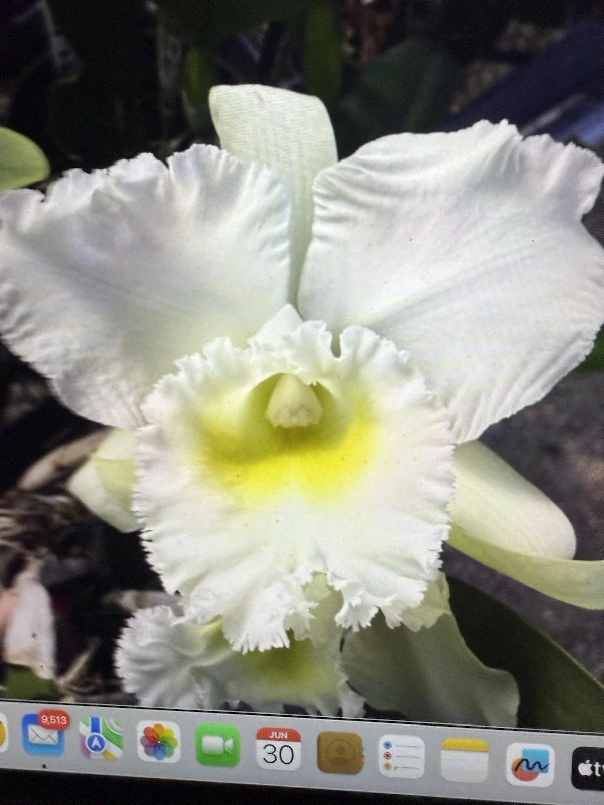Orchid Plant Bc Pastoral Innocence 4" Rooted Stem Bare Root - Beautiful Flowering Orchid Species for Home Decor