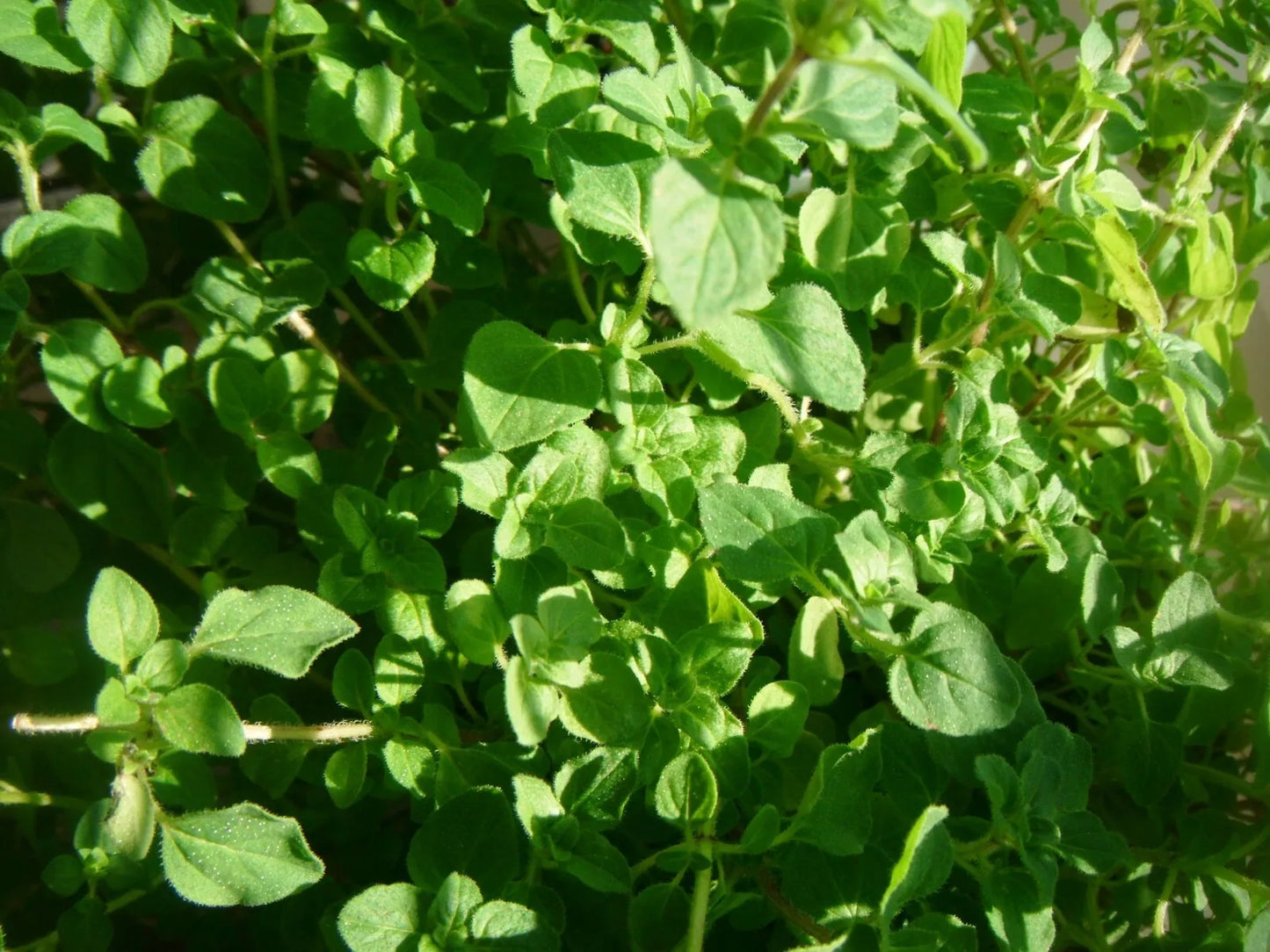 Common Thyme Herb Seeds - 1000 Pack - Thymus vulgaris - Aromatic Culinary Herb Seeds for Gardening