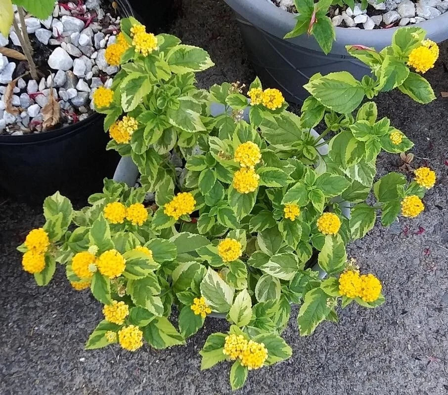 Variegated Lantana Samantha Live Plant, 4" Pot, Fragrant Foliage, Lantana camara