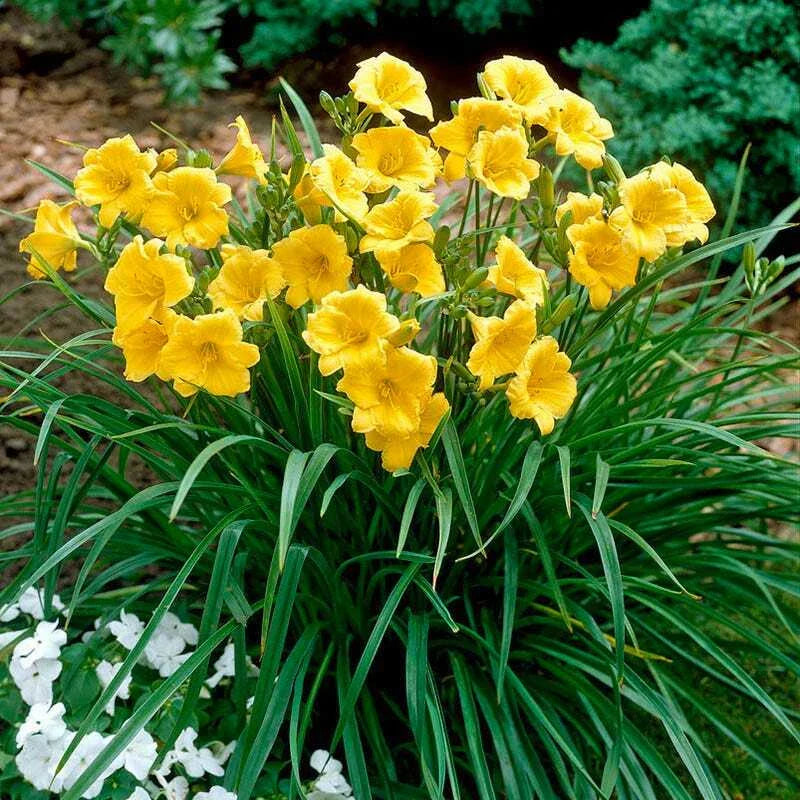 Large Yellow Daylily Bulbs - Stella D'Oro Clumps - Well Rooted Perennial Plants for Garden (Hemerocallis 'Stella de Oro')