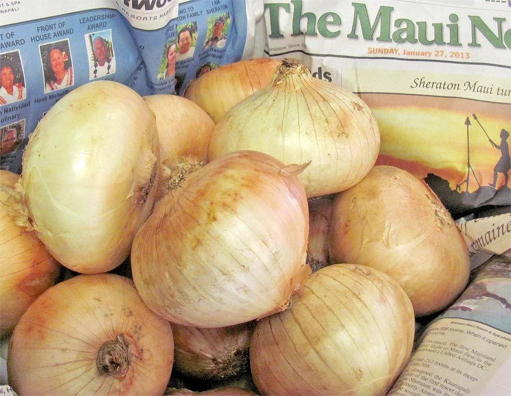 Maui Sweet Onion Seeds - Organic Short Day Variety for Vegetable Garden - 200+ Seeds - Perfect for Spring & Fall Planting