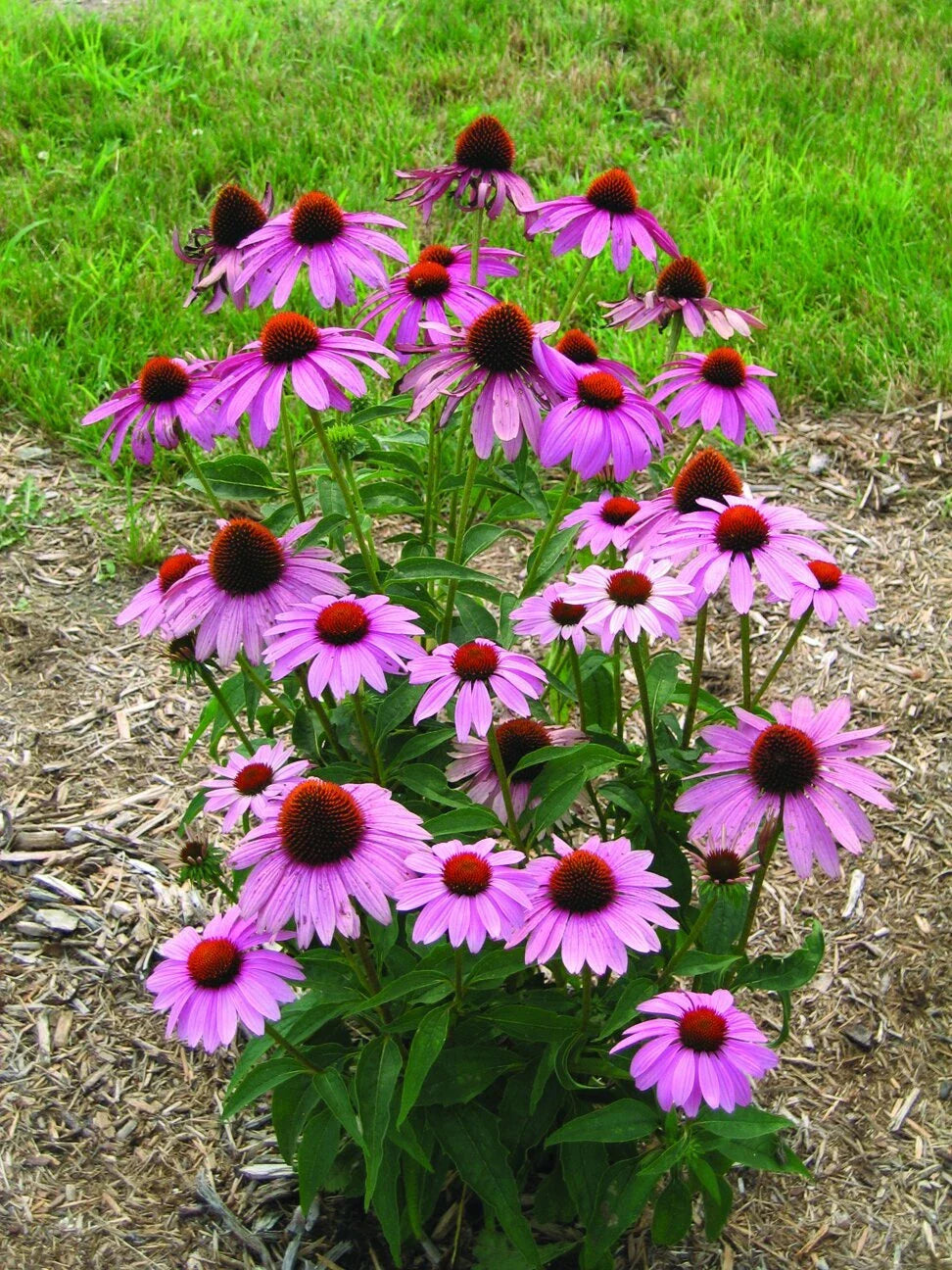 Echinacea Seeds - 100 Count - Prairie Splendor Deep Rose - Echinacea Prairie Splendor - Perennial Flower Seeds