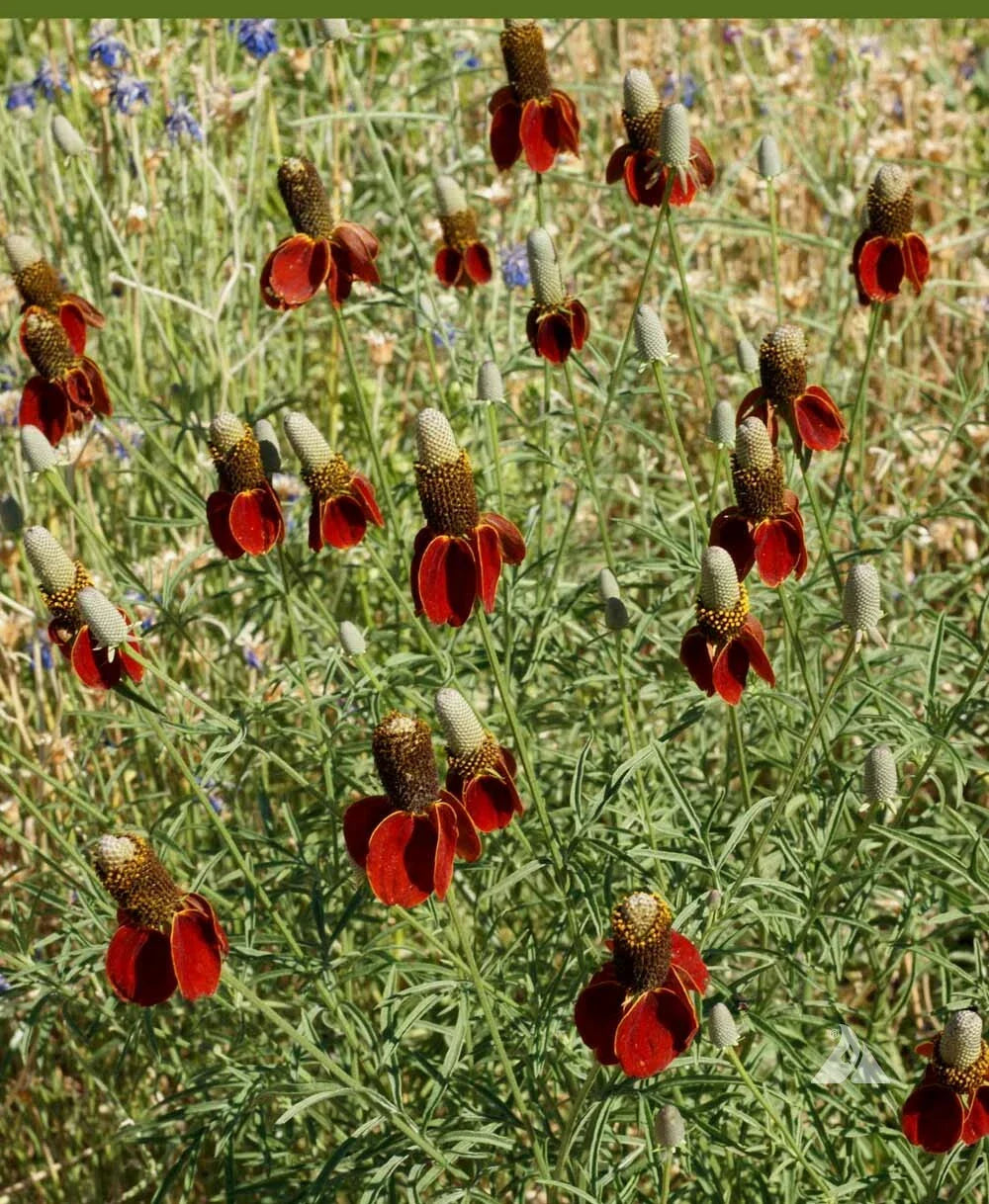 Dwarf Red Coneflower Seeds - Non-GMO Perennial Wildflower for Pollinators - 500 Seeds, Echinacea purpurea