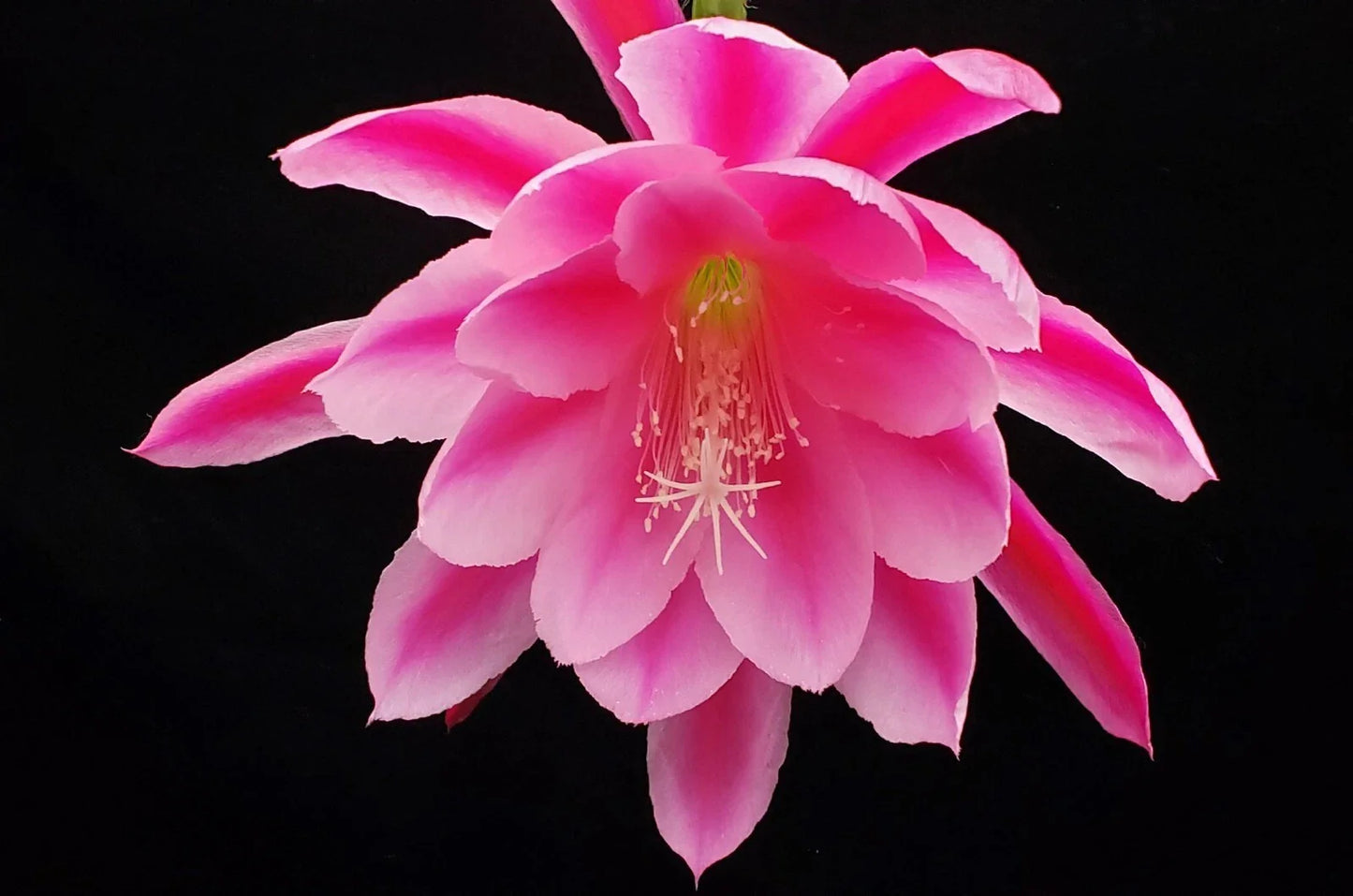 Epiphyllum 'Grand Baroque' Rooted Cutting - Rare Orchid Cactus Plant, Unique Houseplant, Succulent Variety