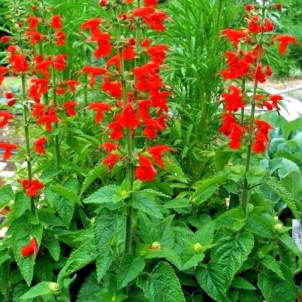 Scarlet Sage Flower Seeds - 300+ Drought Tolerant Wildflower Seeds for Container Gardening (Salvia splendens)