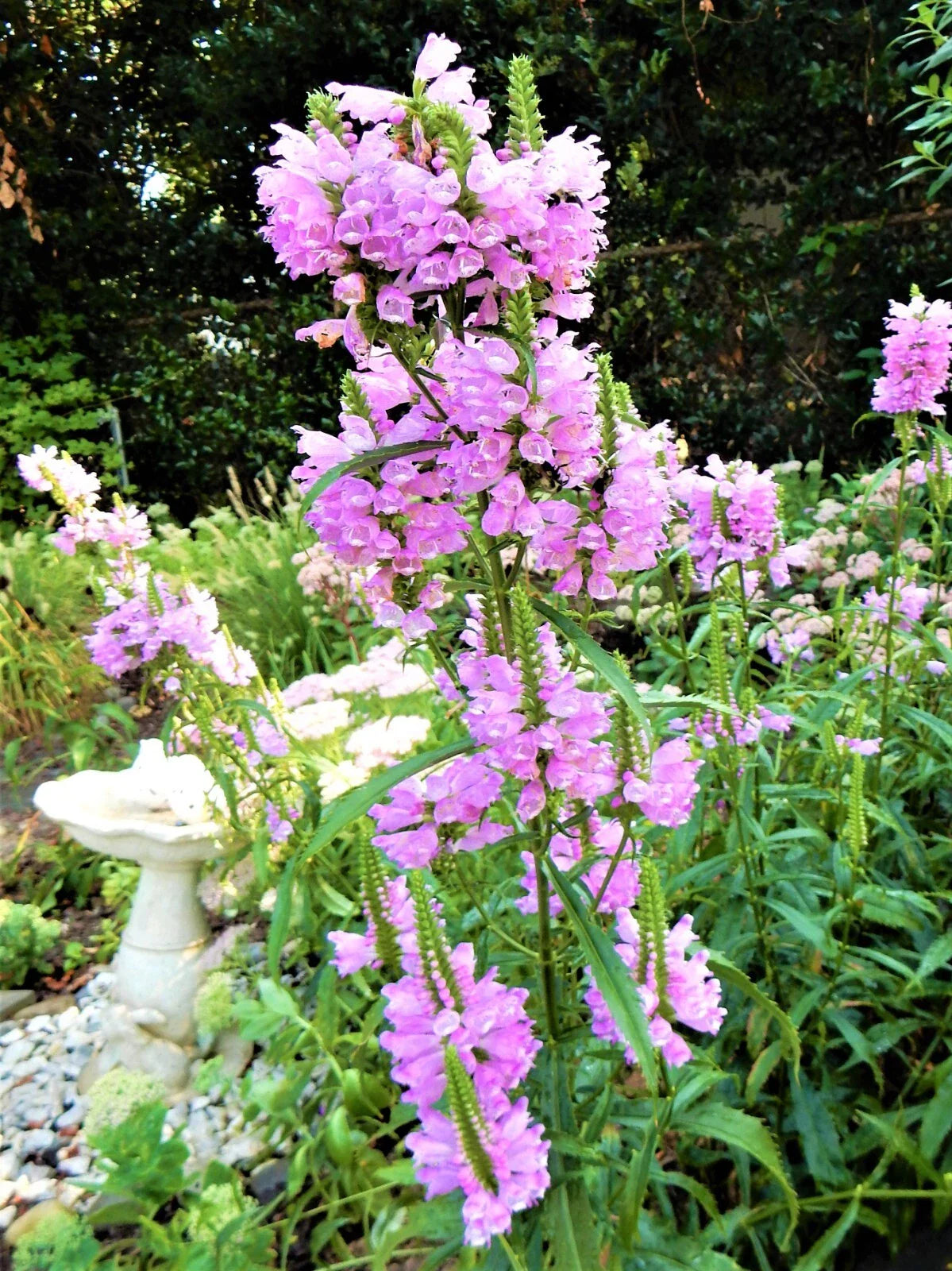 Obedient Plant - Shallow Water Plants - 10 Live Plants - Physostegia virginiana - False Dragonhead