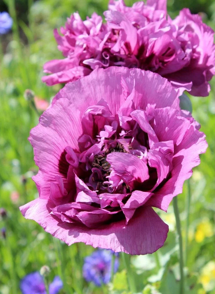 Double Purple Poppy Seeds - 200+ Seeds for Garden Planting - Papaver somniferum - USA Grown, Free Shipping