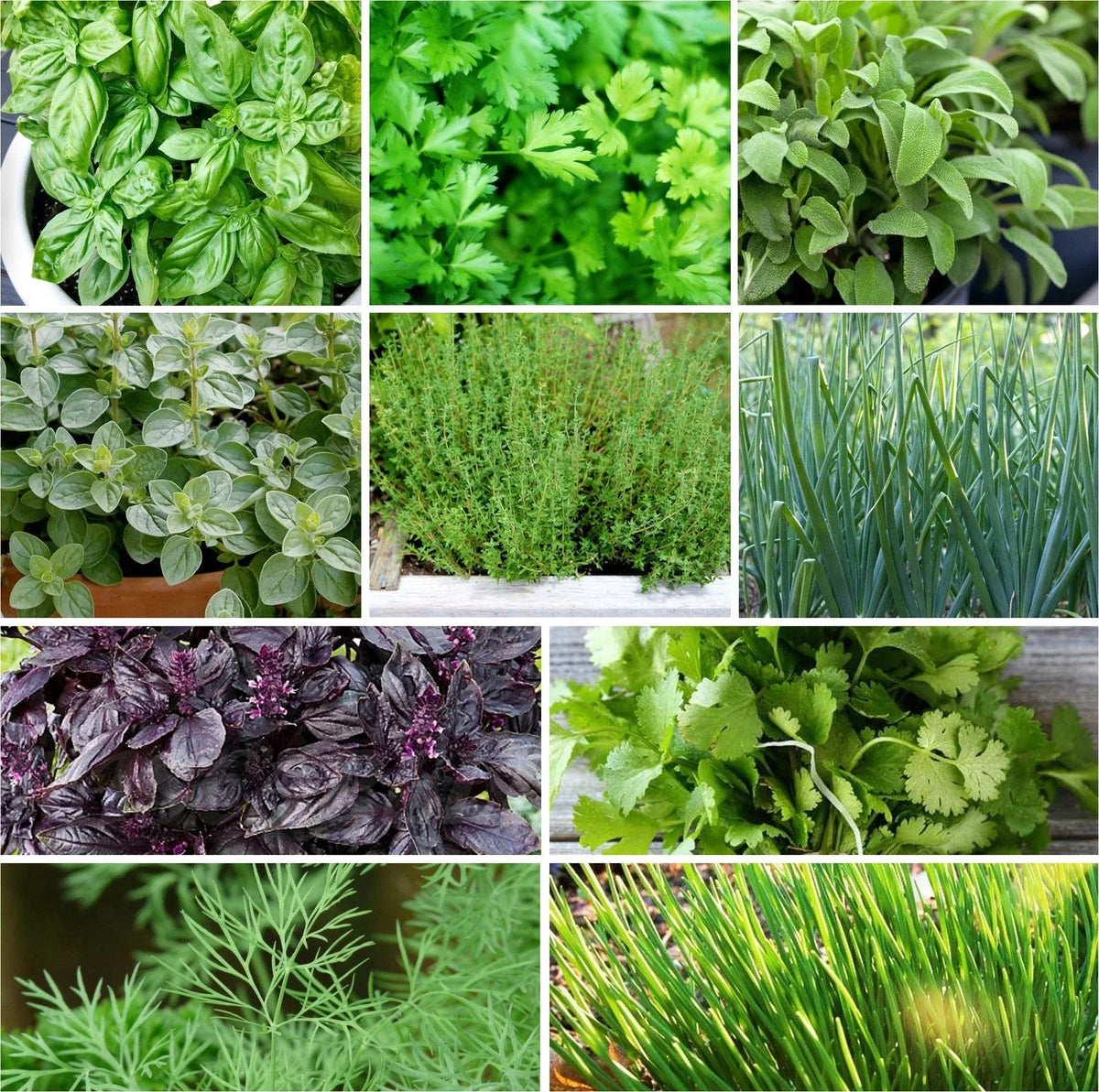 Herb Seeds Mix - 10 Pack Non-GMO Heirloom Variety for 2025 Planting - Perfect for Gardeners
