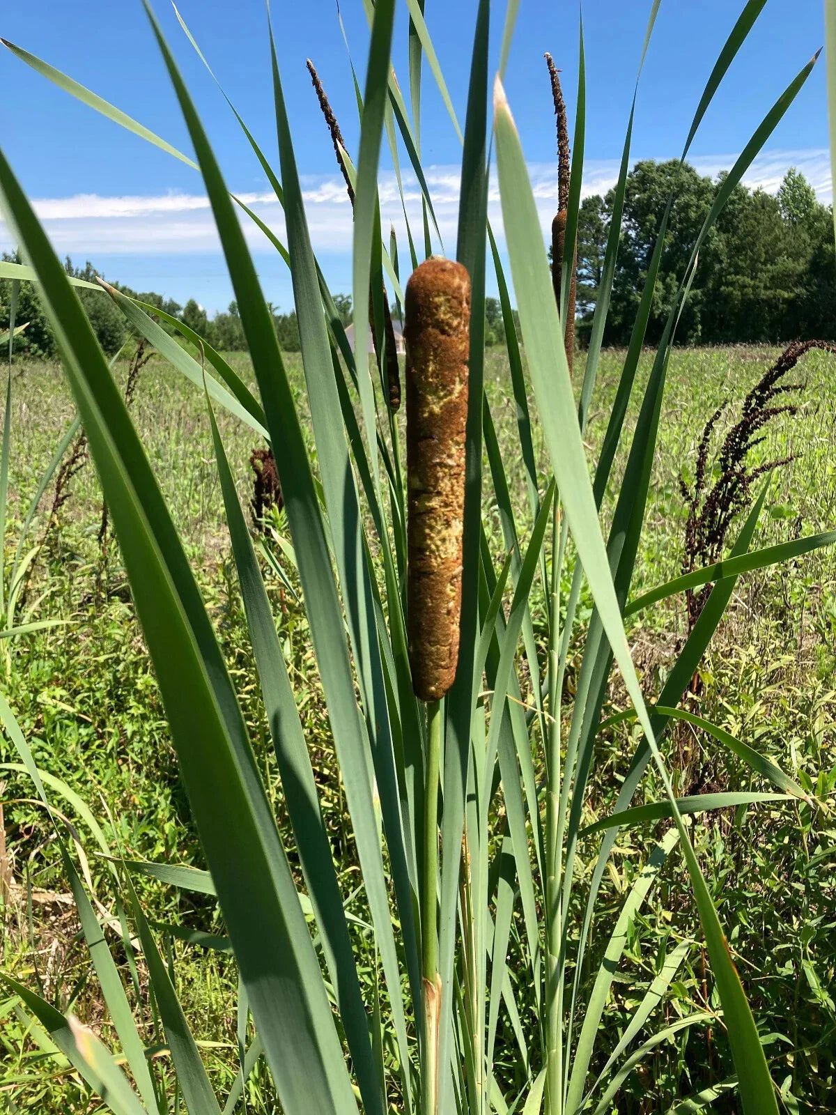 Live Cattail Plants - 3 Bareroot Typha Angustifolia - Aquatic Water Garden Plants - Young and Healthy