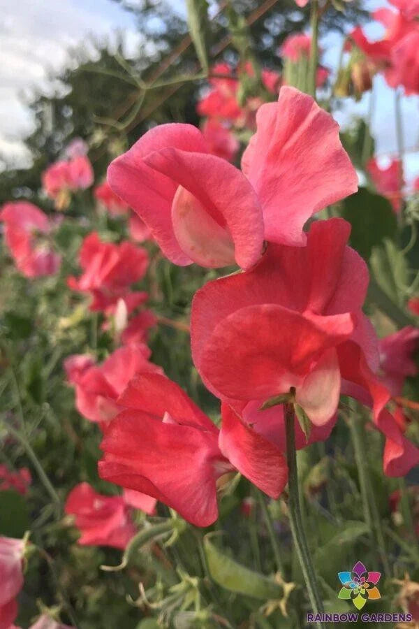 Pocahontas Sweet Pea Seeds - 50+ Pack for Garden Planting - Lathyrus odoratus - USA Grown, Free Shipping