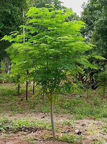 Moringa Tree Seeds - 30 Pack - Fast Growing, Easy to Grow - Moringa oleifera