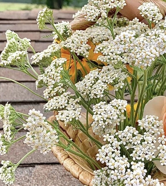 White Yarrow Perennial Bare Root Plant - Achillea Millefolium Live Garden